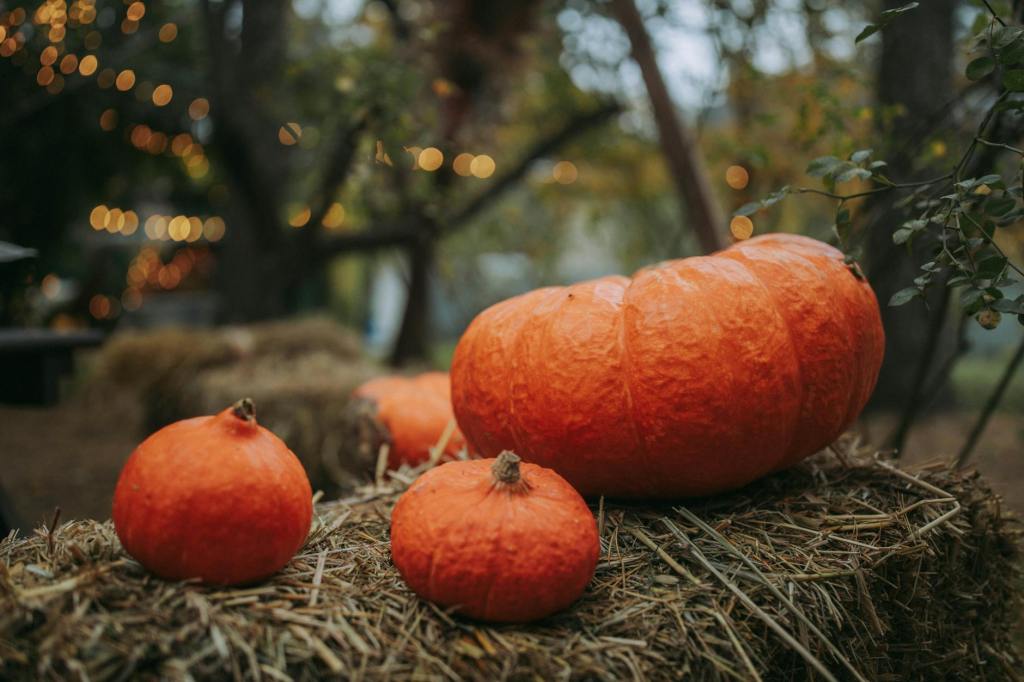 The Best Pumpkin Patches in Sussex&nbsp;2023