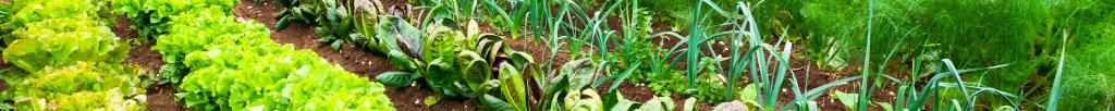 Vegetables growing in a row in Sussex